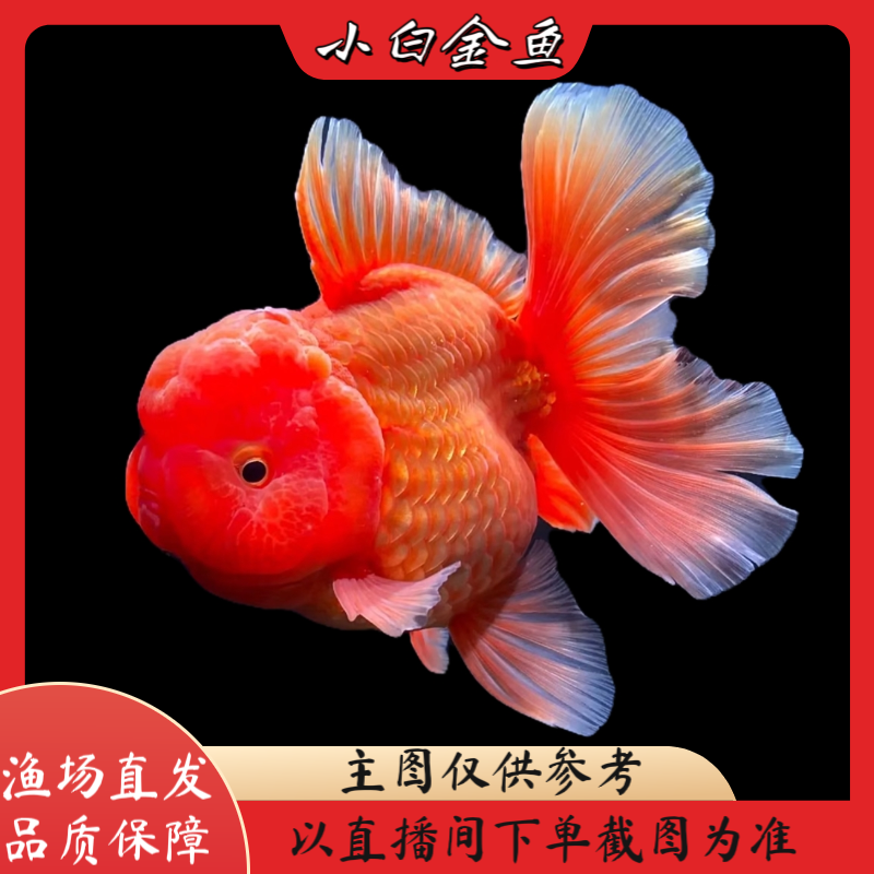 红牌1-100号 品相自鉴 直播间马印效果介意勿拍 无开箱视频不售后