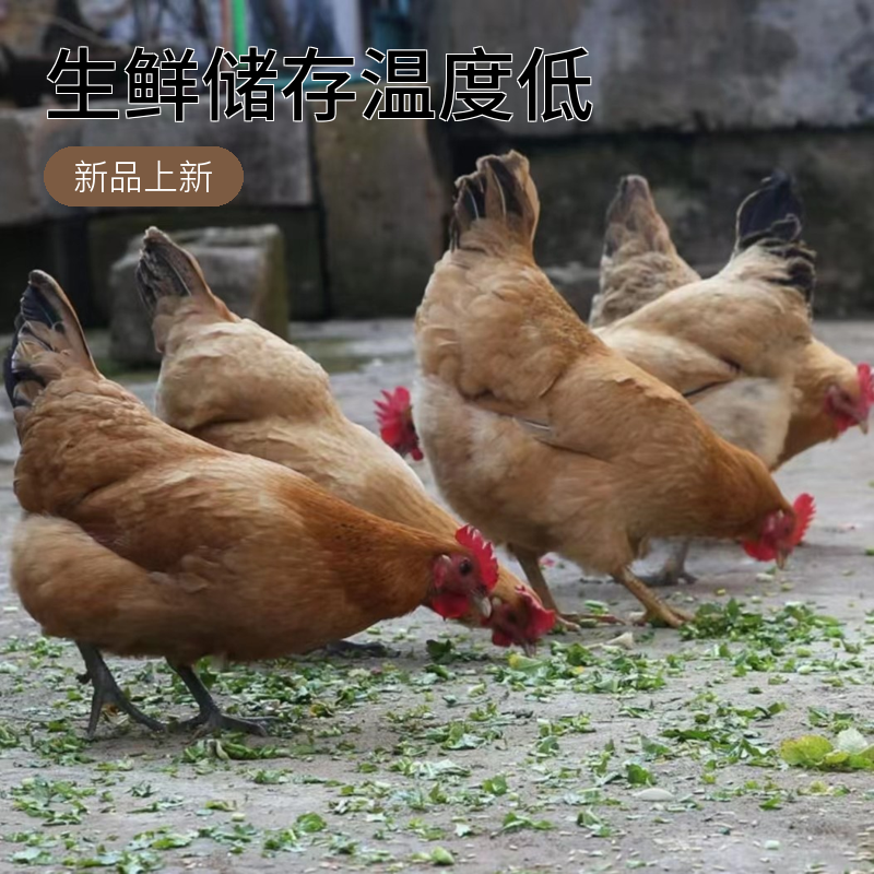 徽泉农场生蛋母鸡400天  单只净重2.2斤以上 包冰率不含冰