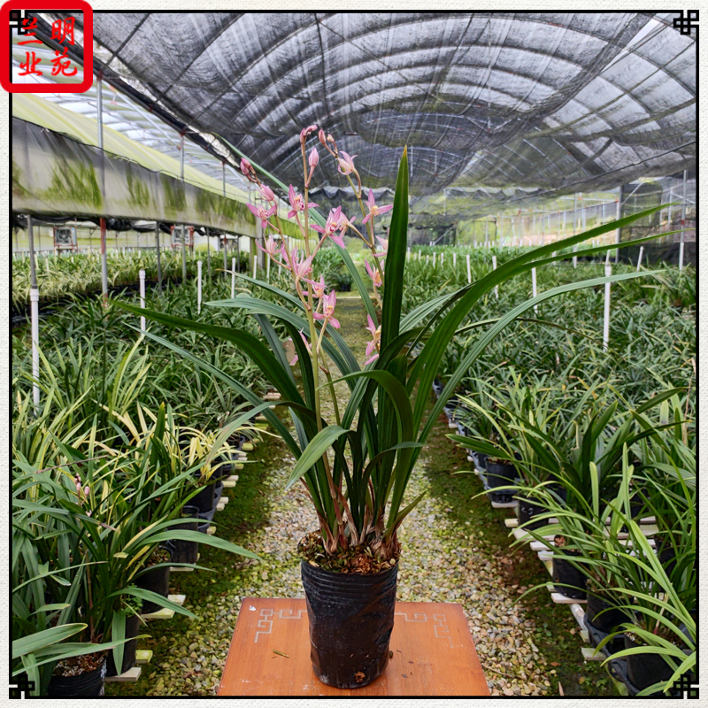 建兰桃娇红色花花期夏秋强壮好养