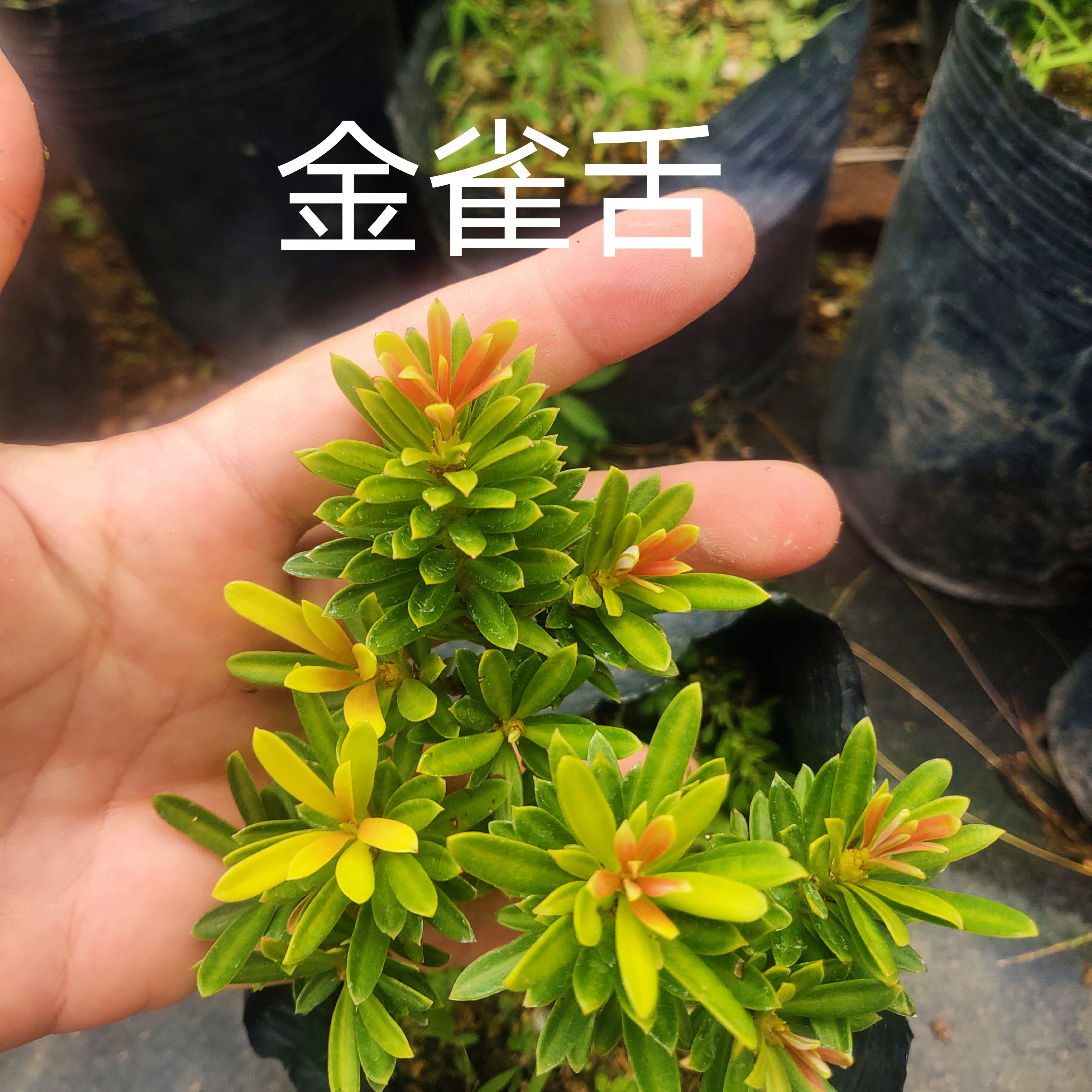 金雀舌罗汉松，嫁接杯苗高30公分带土球发货包邮，高苑盆景出品