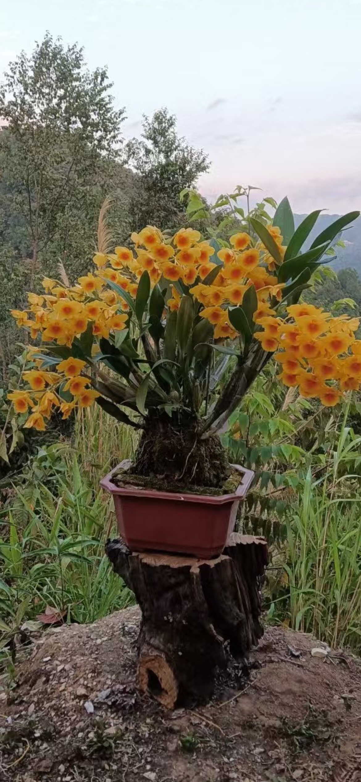 鼓捶石斛（花香蜜香易生长）室内外种植花开金黄色