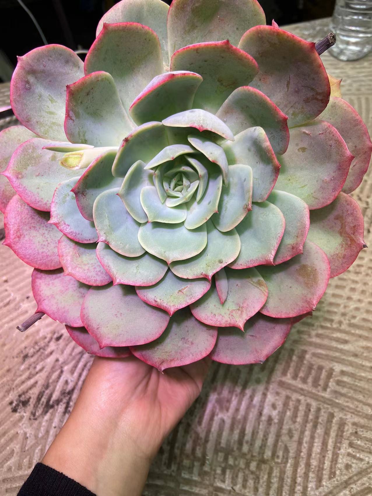 白雪公主  多肉植物