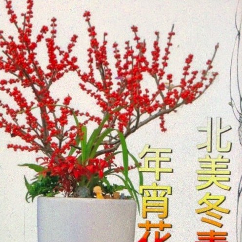 北美冬青 年宵花卉盆栽地栽阳台庭院种植观赏美观