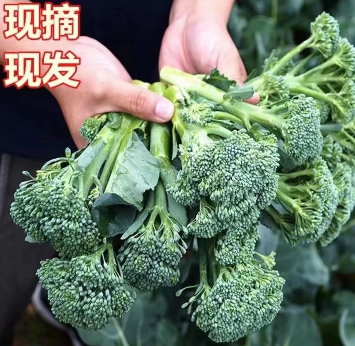 西兰苔甜杆西兰花苔菜心菜苔新鲜蔬菜西兰芥蓝苔露天