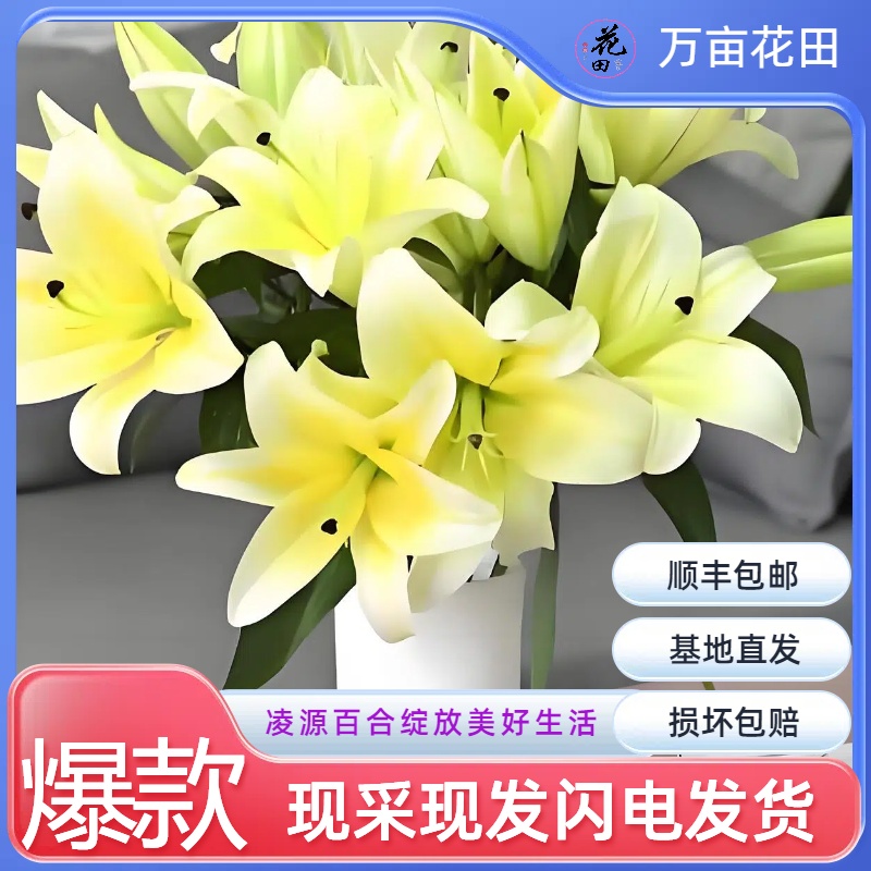 【黄天霸香水百合】鲜花日记 家居办公室日常插花东北鲜花基地包邮