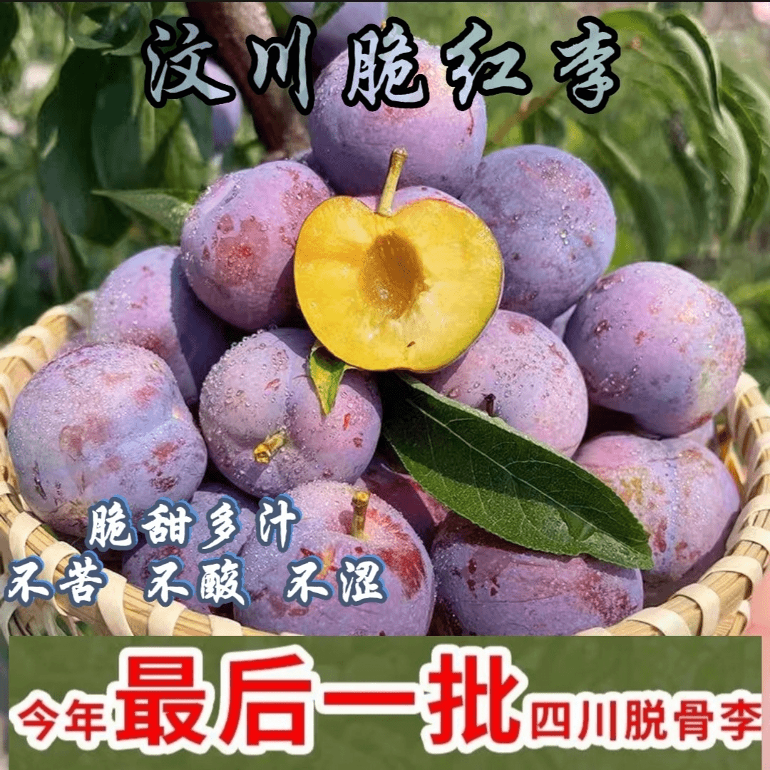 现摘现发汶川红脆李水果 脱骨离核 脆甜爽口5斤包邮