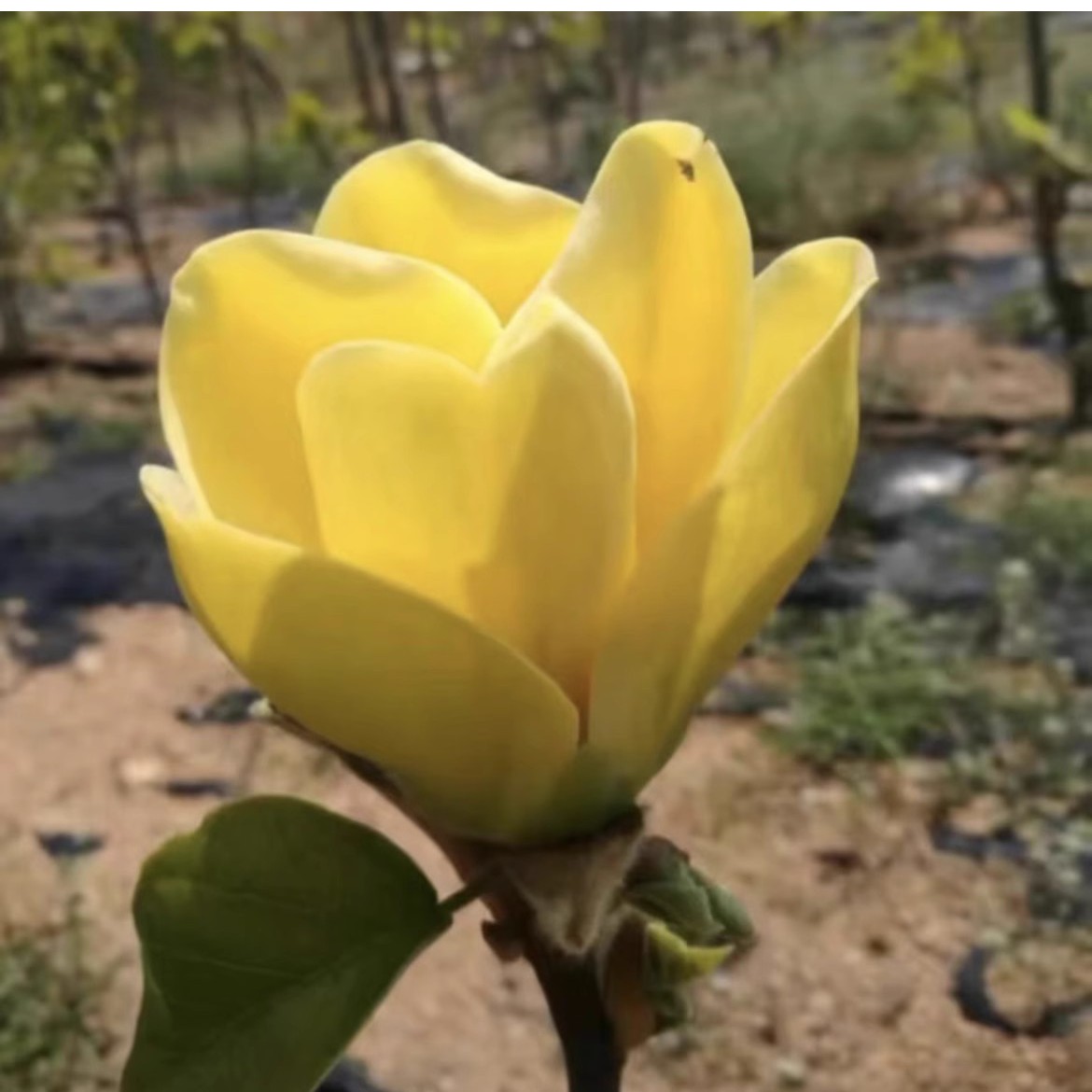 黄鸟玉兰花树苗三季开花红玉兰白玉兰苗嫁接玉兰树苗行道树乔木