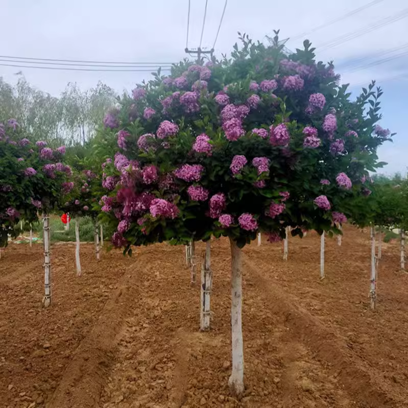 丁香花树苗室内外庭院盆栽地栽浓香型植物花卉南北方四季种植花苗