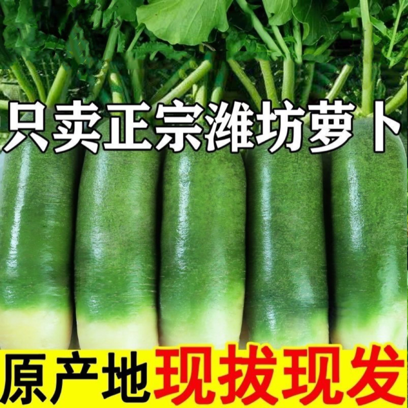 正宗潍坊萝卜水果萝卜微辣脆甜多汁生吃当季特产新鲜青萝卜9斤
