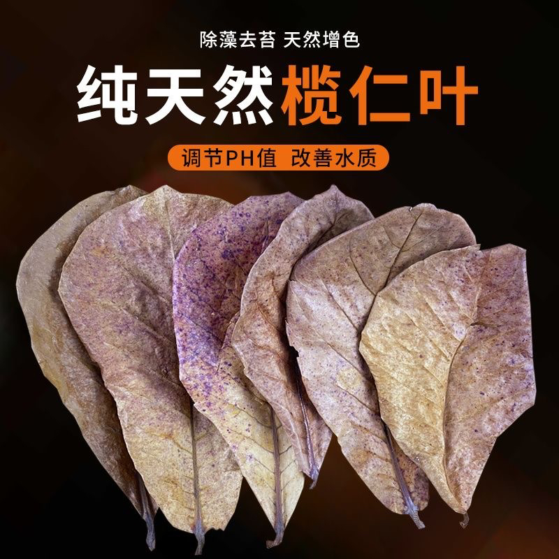 榄仁叶增加繁殖几率海南榄仁叶热带鱼斗鱼调节水PH值优化水质稳定
