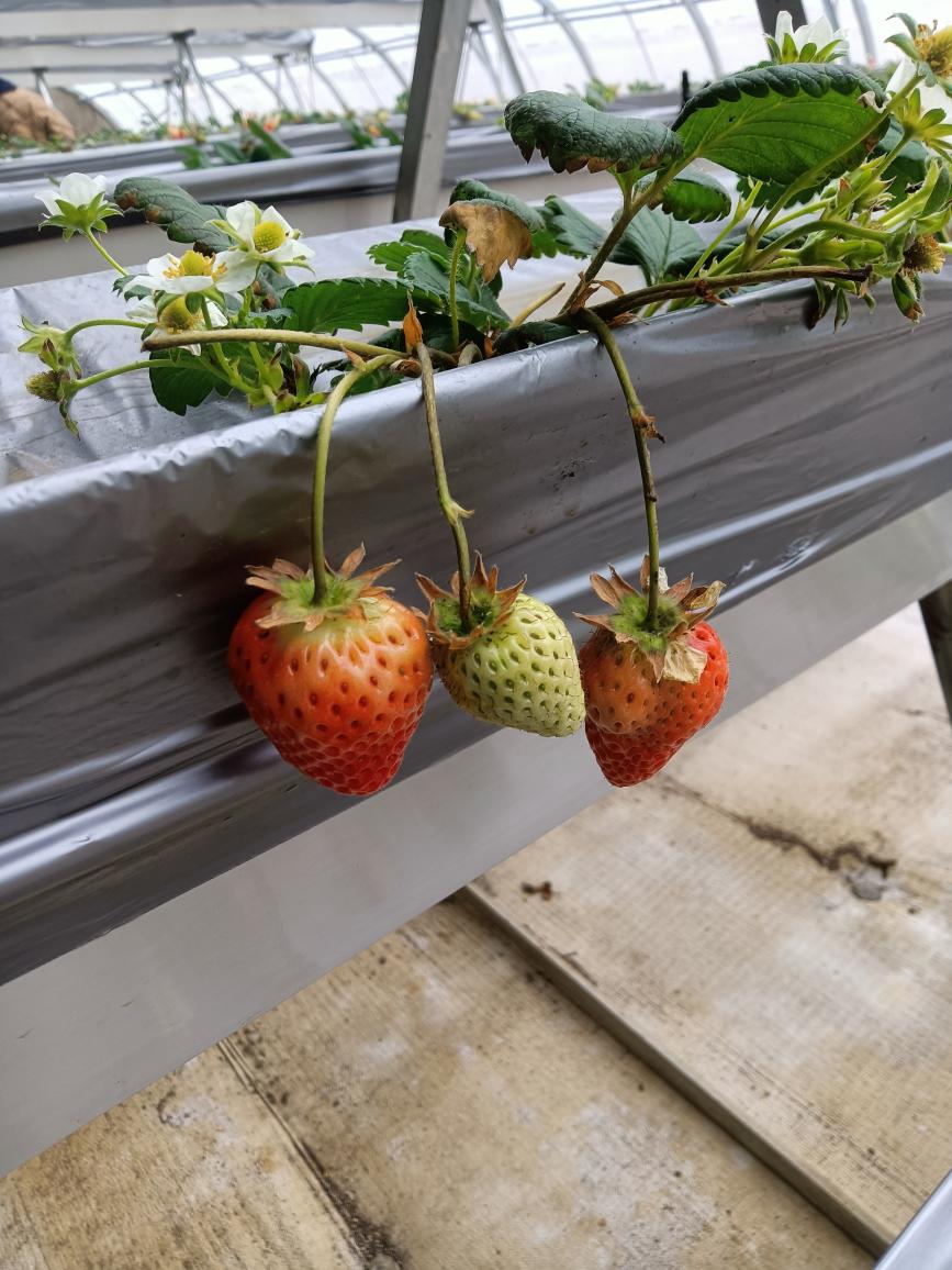 北京桃源生态高架草莓