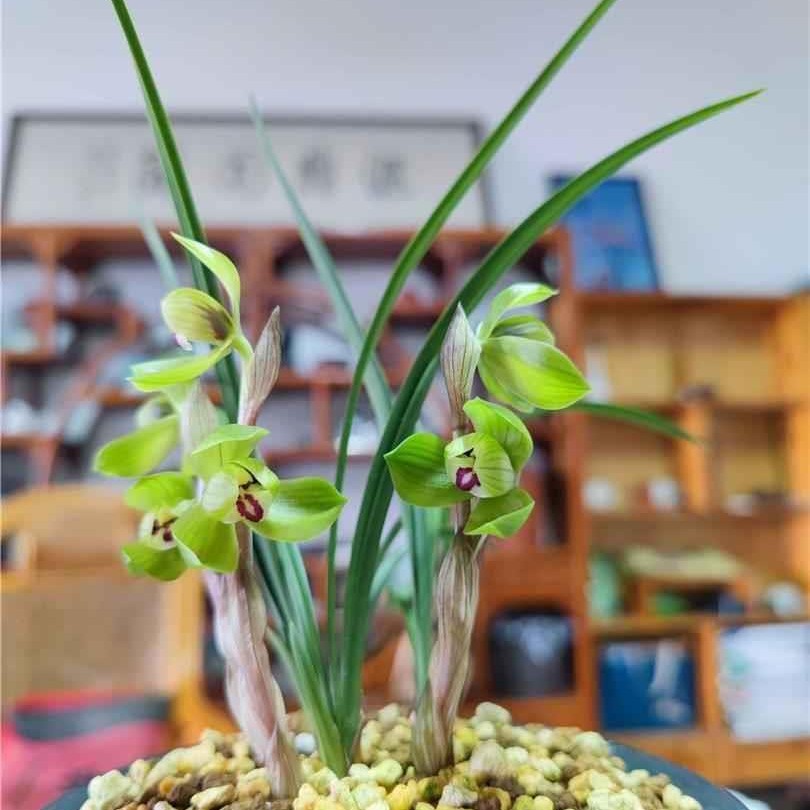 兰花直播专用链接（有问题及时私信主播）