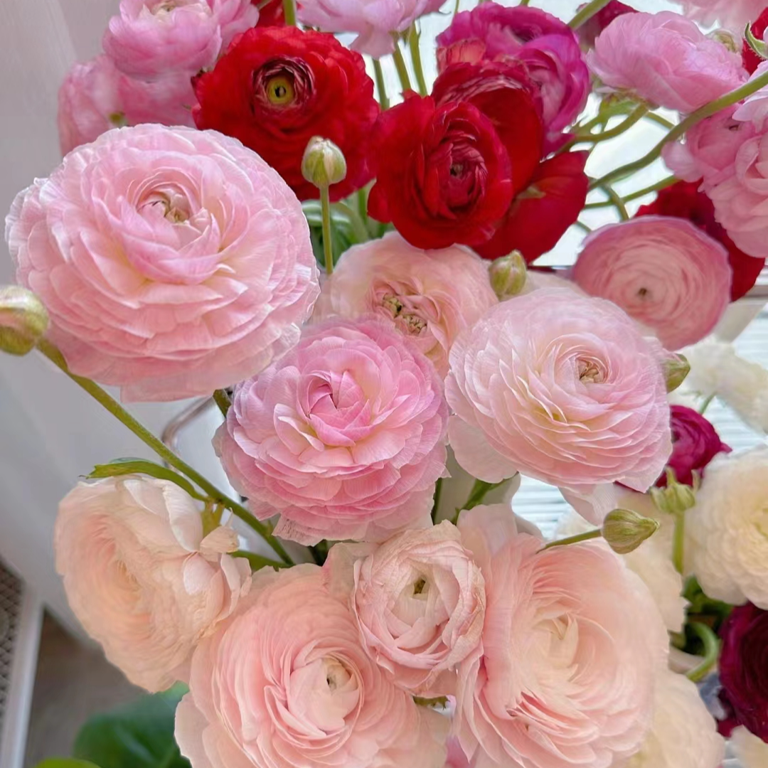 ROSE WORLD长腿洋牡丹