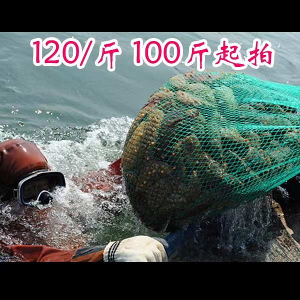 现场捕捞 鲜活海参 （超小头）