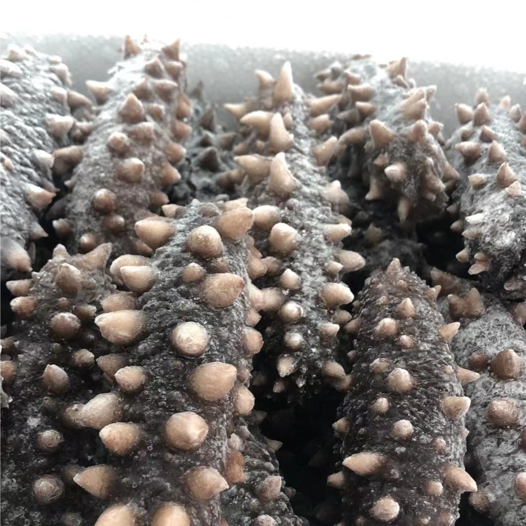 【海参】汪胖胖/规格500g/总净重500g 水深35米 即食海参