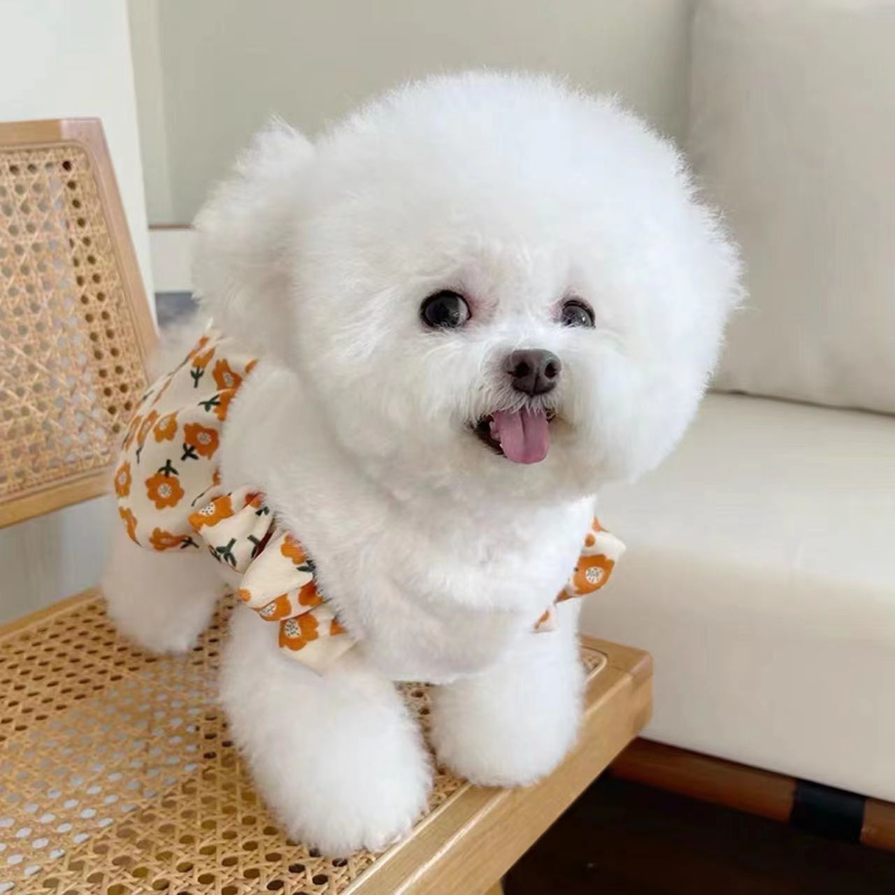 宠物衣服秋冬新款加绒加厚飞袖开衫裙子泰迪比熊狗狗猫咪毛绒外套