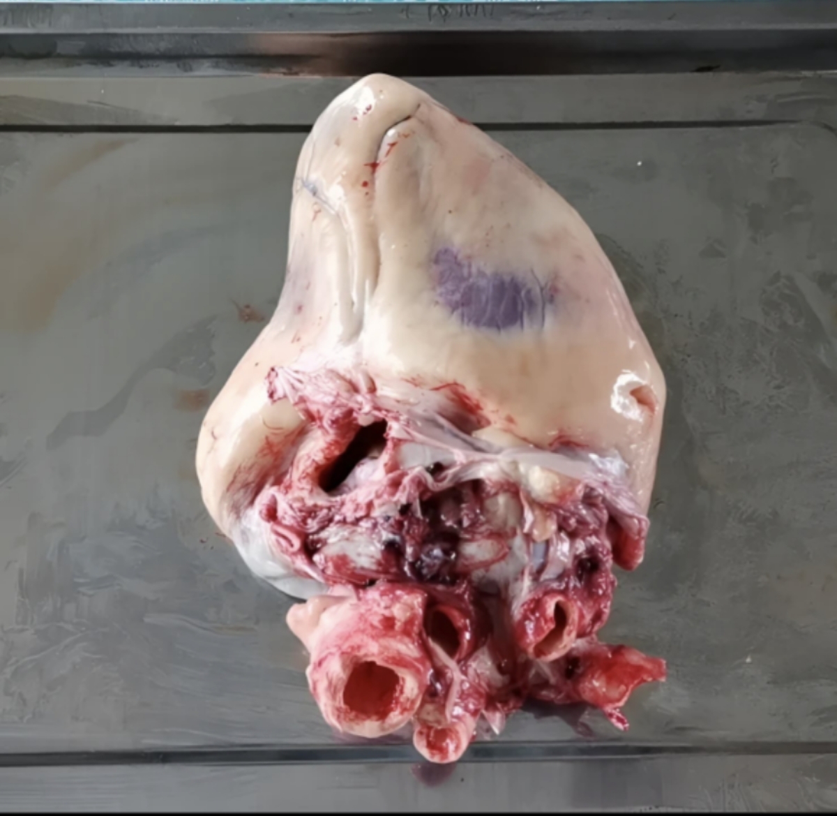 新鲜鸟鸵心肝2个  人工养殖   冷链发货