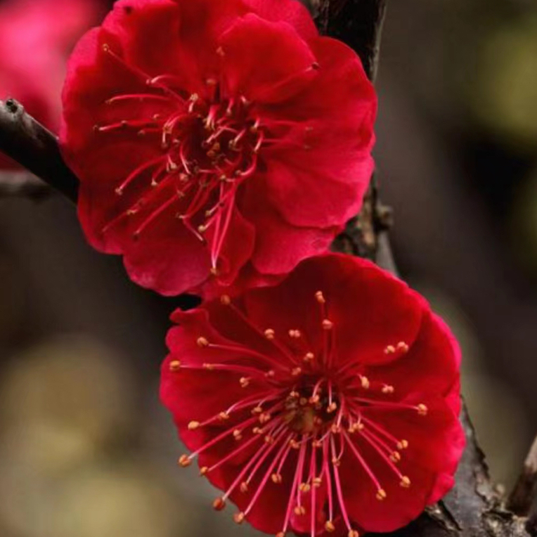 梅花喜阳耐寒植物，花期久开花香，南北方都可以养护。