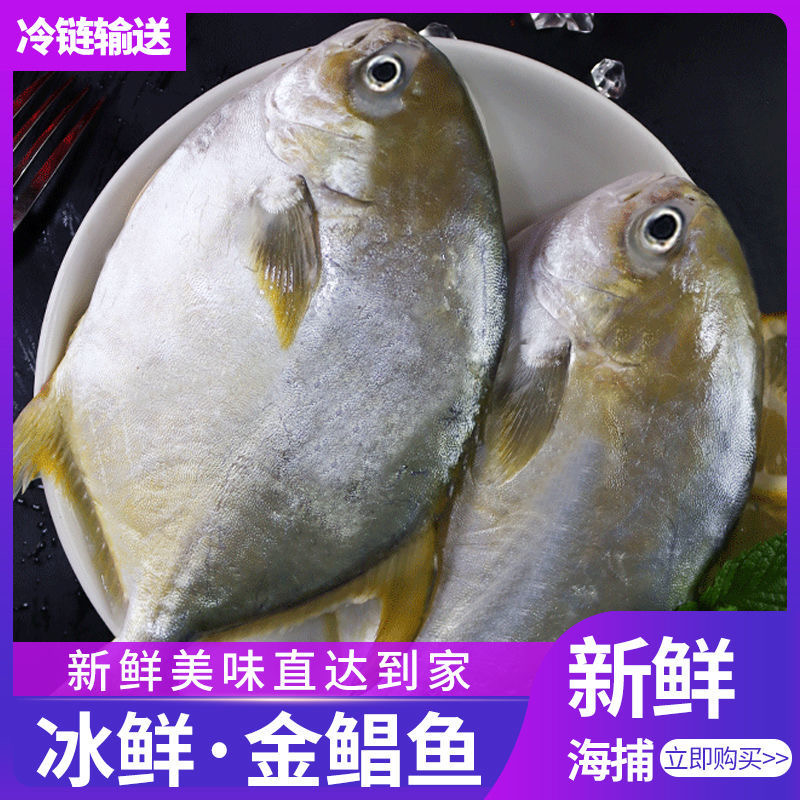 10条金鲳鱼广东海捕海鱼鲜活鲜嫩速冻冷链包邮约5斤