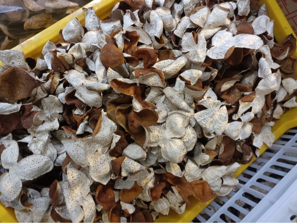 2023年梅江塞口围清围冬后大红皮