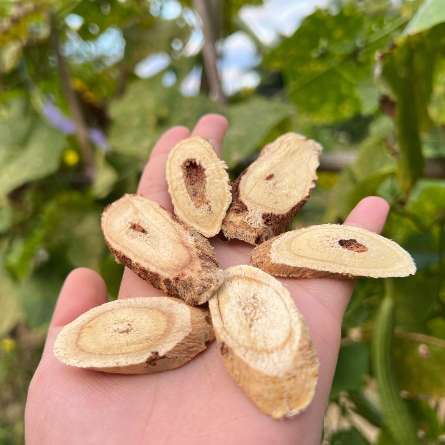 野黄 其 煲汤干货【可搭枸杞】