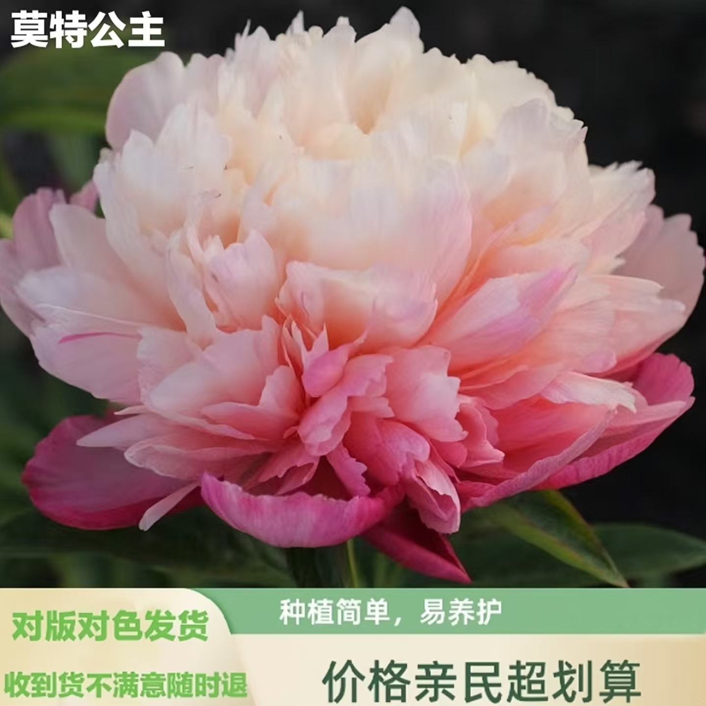 芍药苗【莫特公主】新品首发 菏泽产地培育 绿植盆栽地载 产地直发