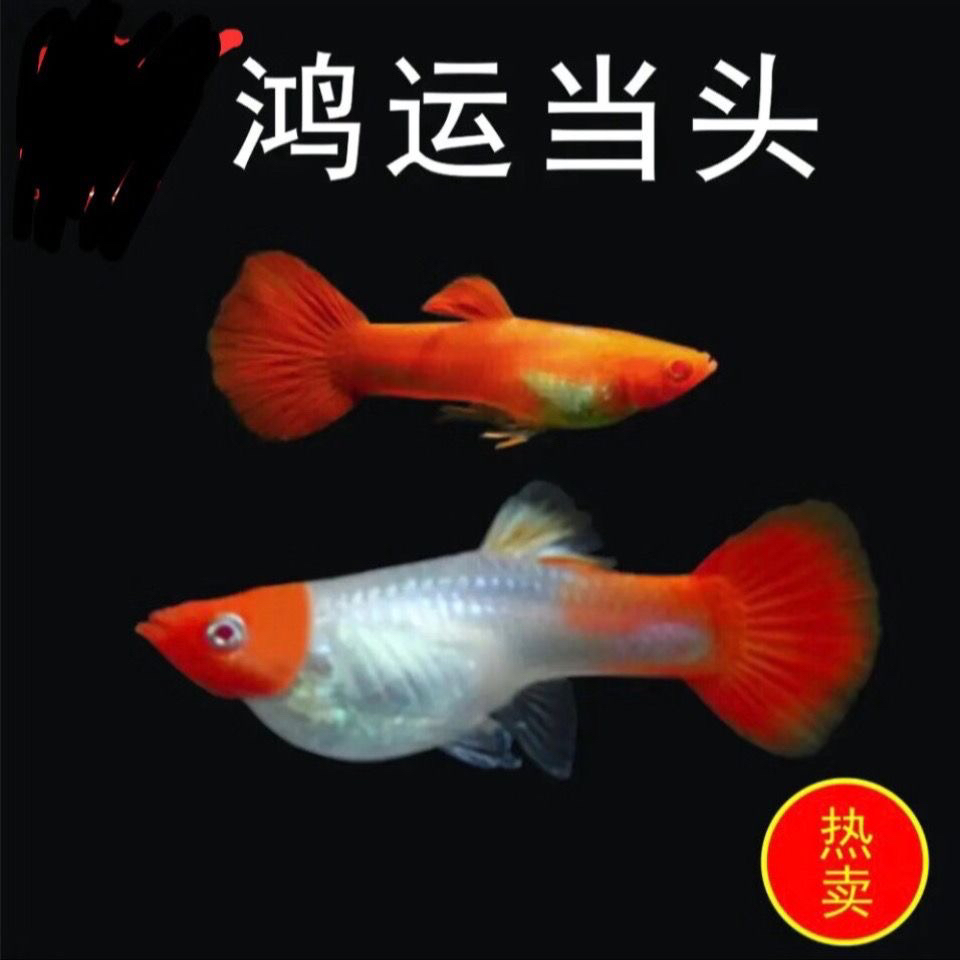 热带观赏鱼 鸿运当头