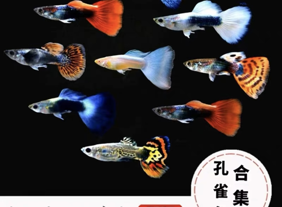 热带观赏鱼 混拼全家福（5个品种共20条）活体