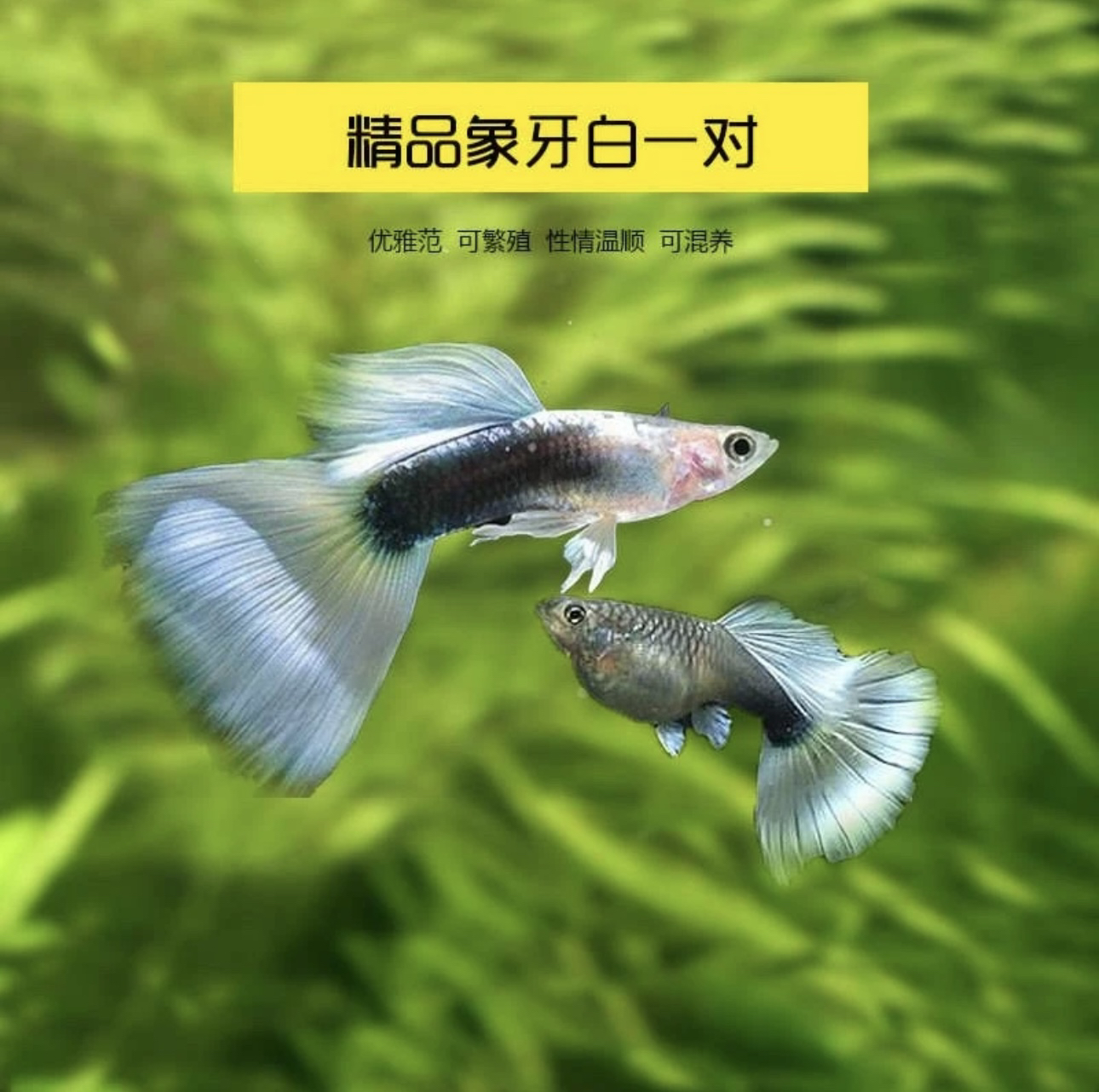 精品观赏鱼 黄礼服