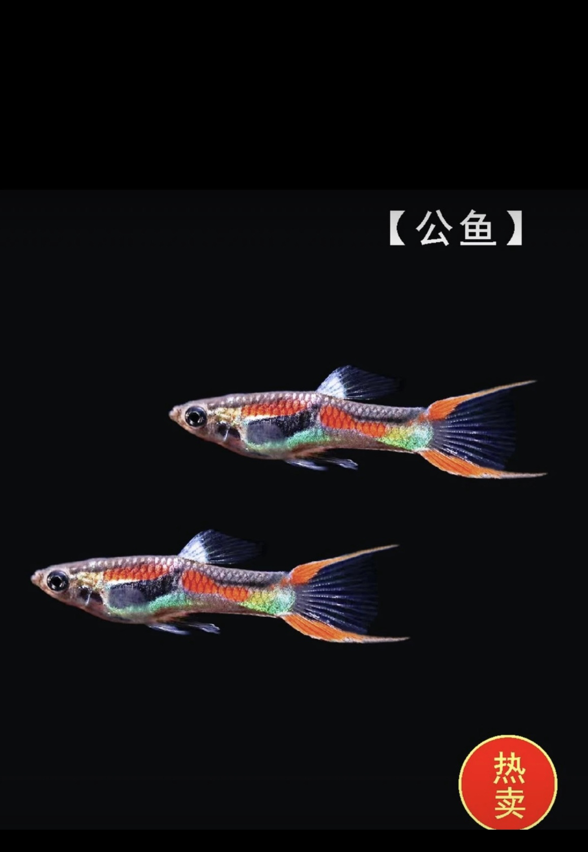 热带观赏鱼 安格拉斯双剑