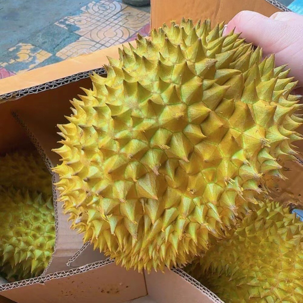 【特价无售后金枕榴莲】1颗 （特价品无售后） 介意慎拍