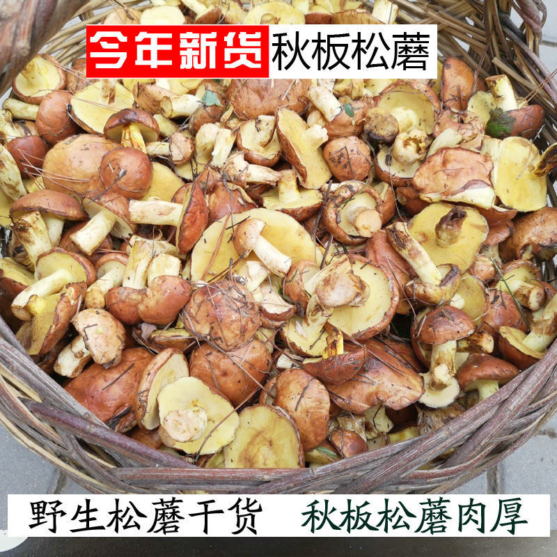 干货野生松蘑松蛾松菇粘团子黄蘑无根干货蘑菇东北特产250克