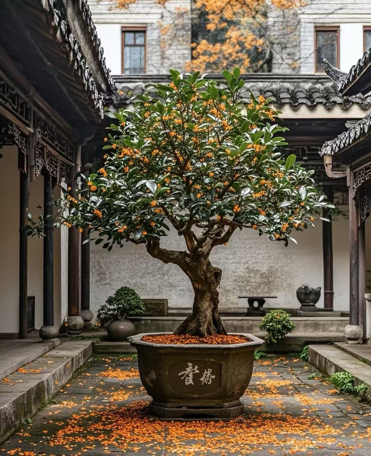 别墅景观庭院园林园艺绿植盆栽地载桂花树《八月金桂》