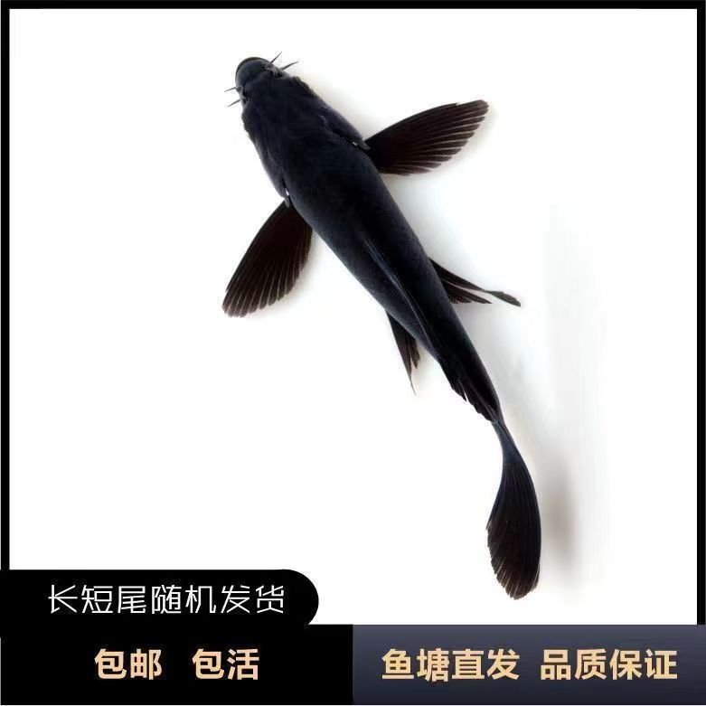 锦鲤黑金锦鲤18-20公分