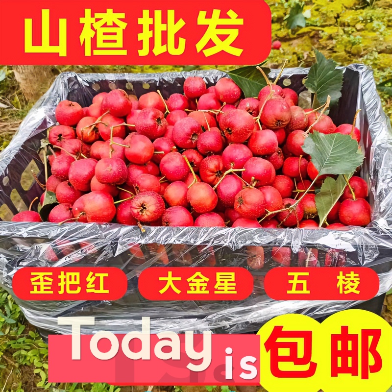 山西运城绛县新鲜山楂果基地直发酸甜大金星歪把红大五棱整框批发