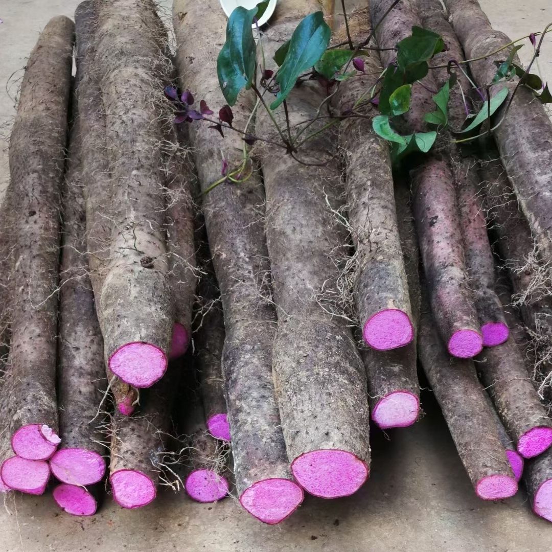 云南高原红土地老品种紫玉淮山药紫玉人参新鲜香甜粉糯宝宝辅食
