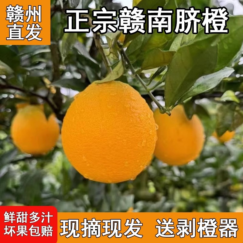 正宗赣南脐橙应季水果新鲜甜橙子皮薄多汁产现摘产地直发