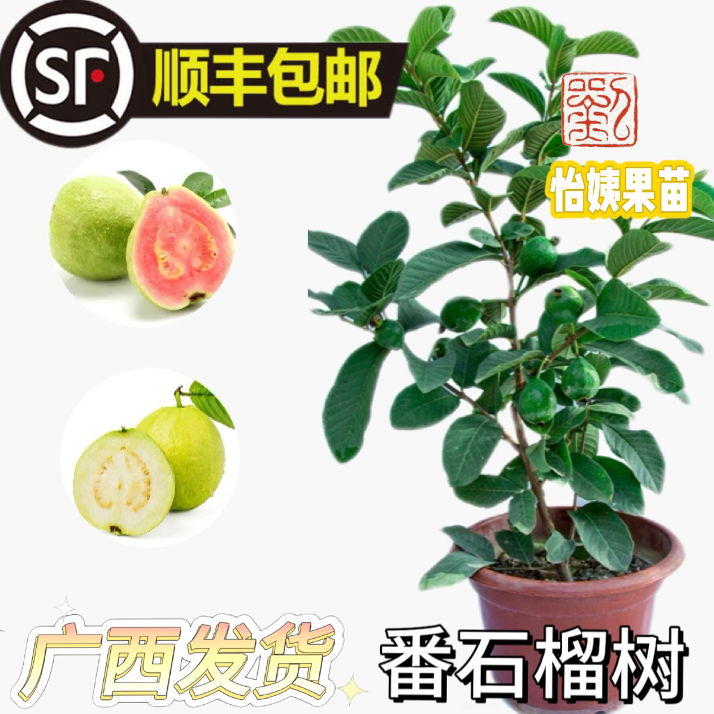 芭乐（番石榴）果树苗可盆栽可地栽阳台庭院树苗