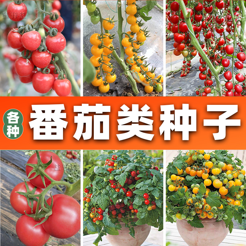 各种番茄种子大粉千禧红矮生流星番茄种子巧克力番茄绿宝石番茄籽