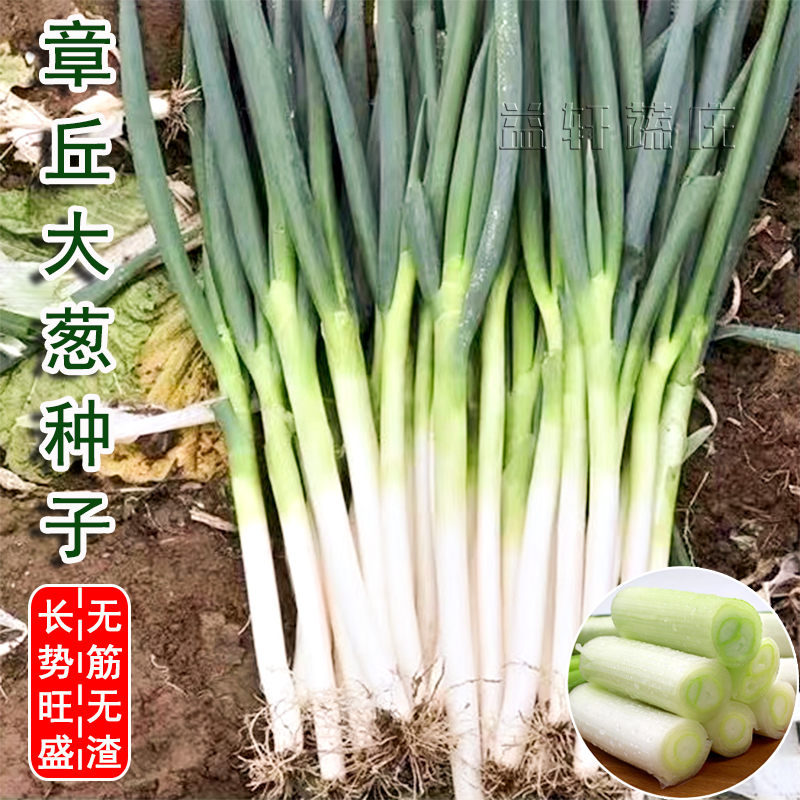 大葱种子山东章丘四季葱种子大田庭院蔬菜种籽香葱孑高葱籽葱种籽