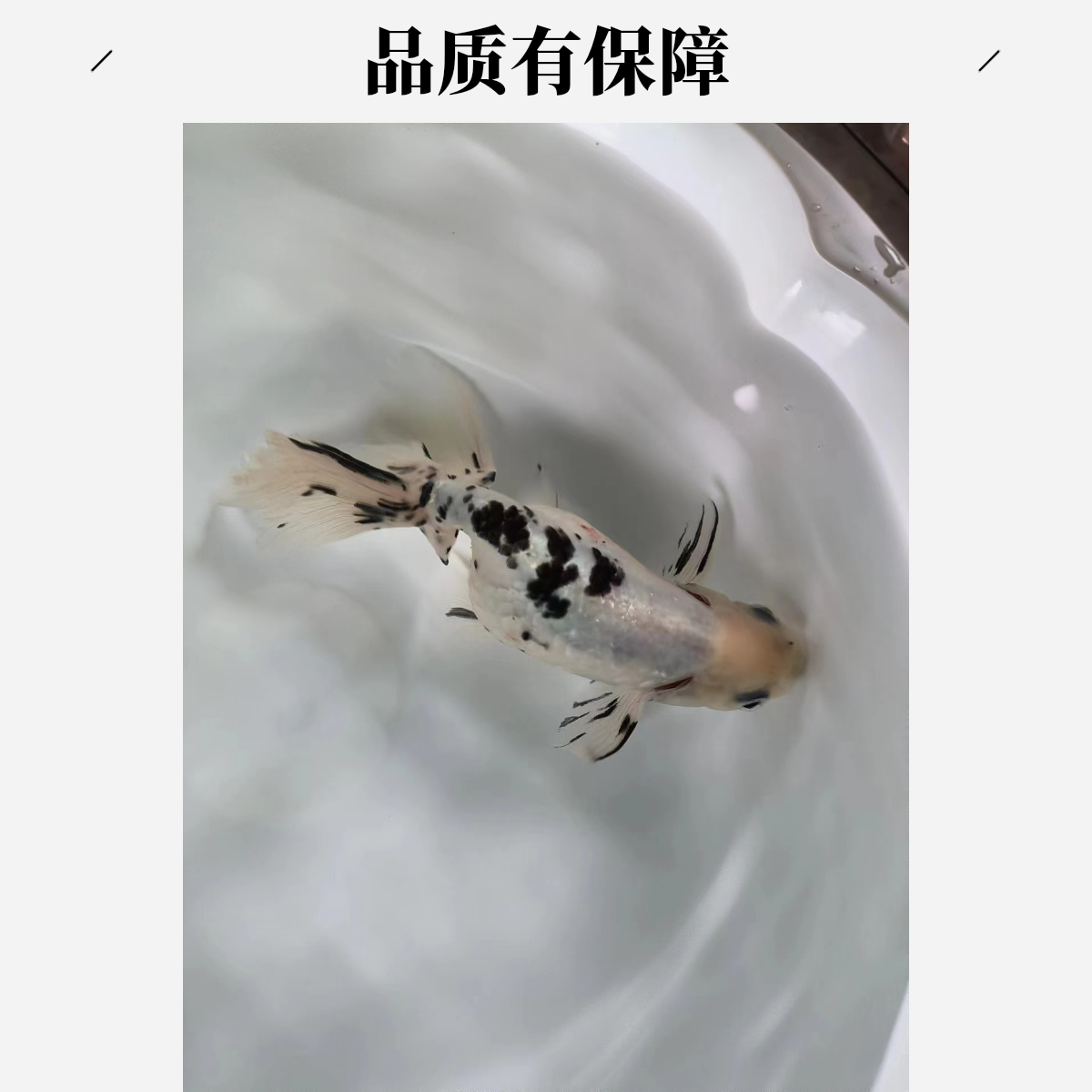 珍珠金鱼丹凤活体观赏鱼饲养水族饲养水族
