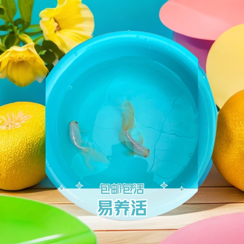 【丹凤】金鱼小鱼观赏鱼对出 8～10cm 淡水渔场养殖 易养活 宜家