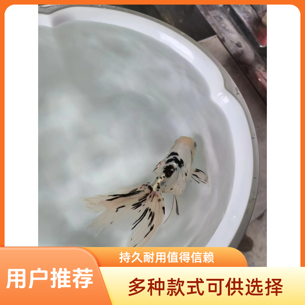 丹凤金鱼对鱼对出8-11cm淡水渔场养殖易养活小鱼观赏鱼活体