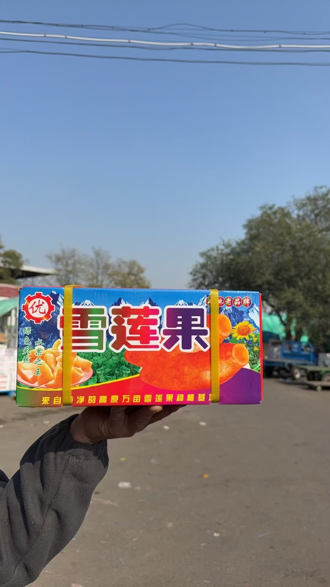 【薯乐园】当季雪莲果