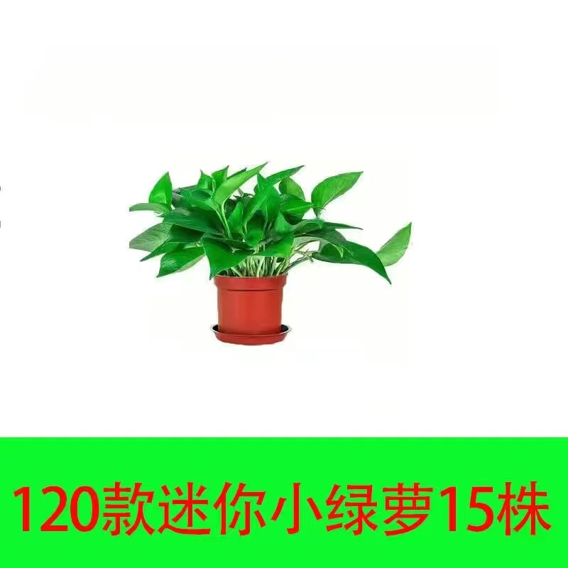绿萝盆栽