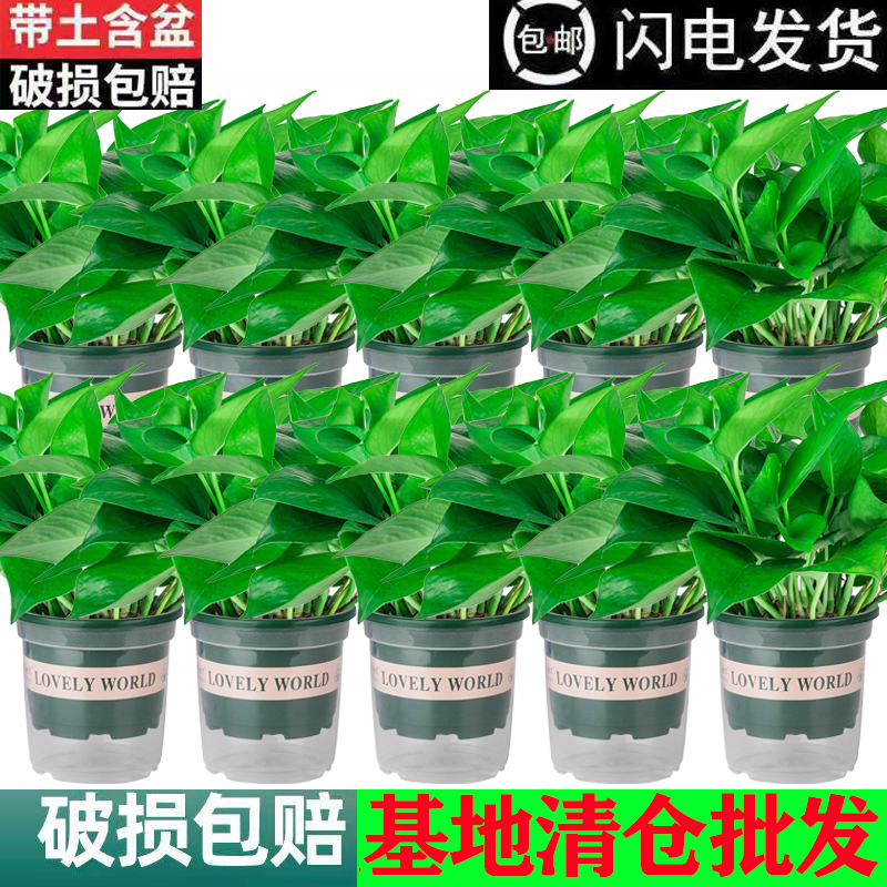 【28发10盆绿萝】绿萝盆栽两旁绿植室内吊兰吸除甲醛绿叶盆栽