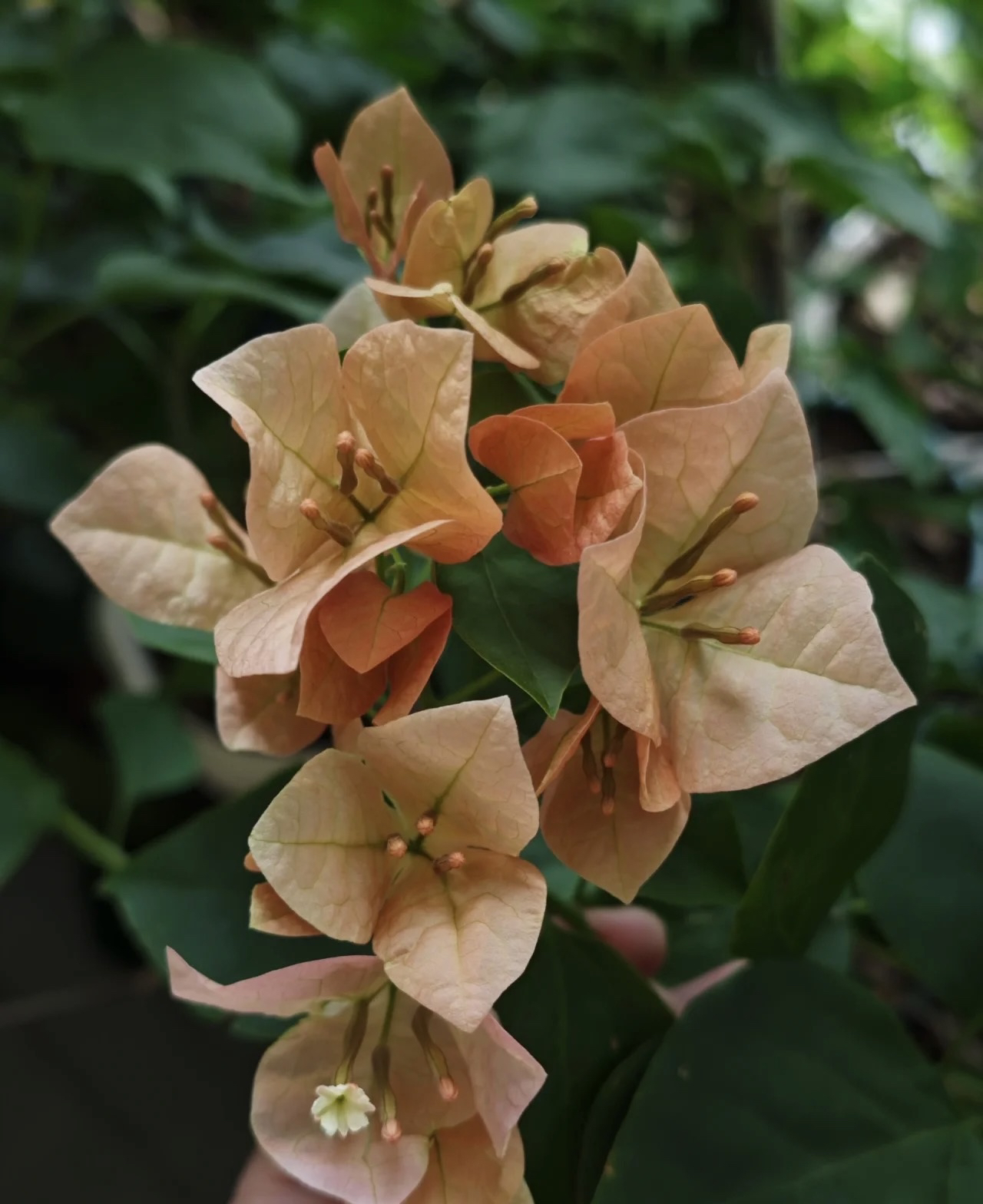 三角梅绿植盆栽庭院爬藤勤花品种专用链接一物一拍