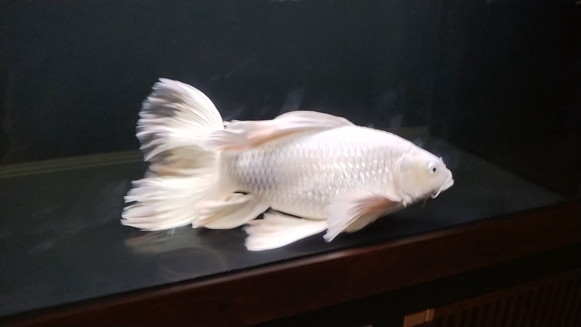 白色观赏鱼蝴蝶鲤小亚成