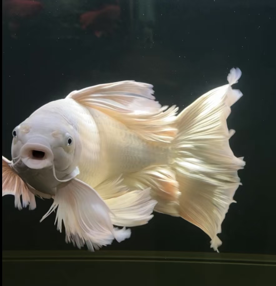 红色色蝴蝶鲤小成鱼 ，一鱼一价