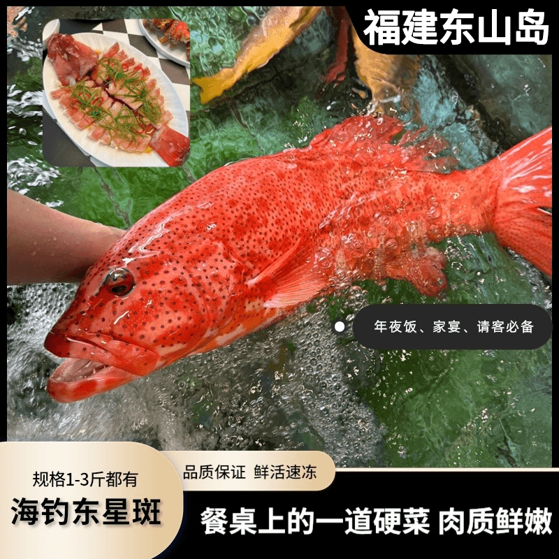 深海东星斑 特大冷冻新鲜红石斑 燕尾斑龙胆石斑鱼深海海鲜水产